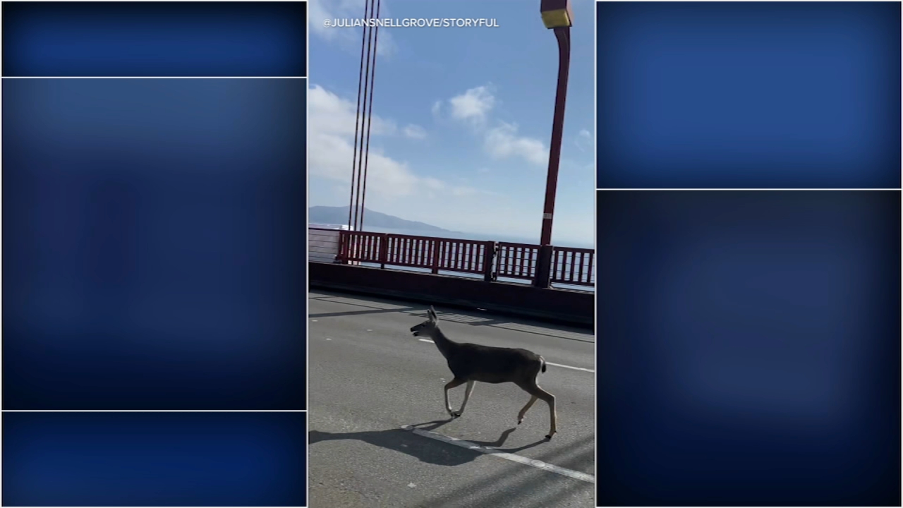 VIDEO: Confused deer briefly stops traffic on San Francisco's Golden Gate Bridge