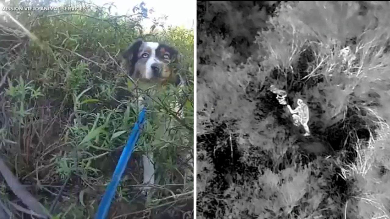 Thermal drone technology helps find lost dog in Orange County