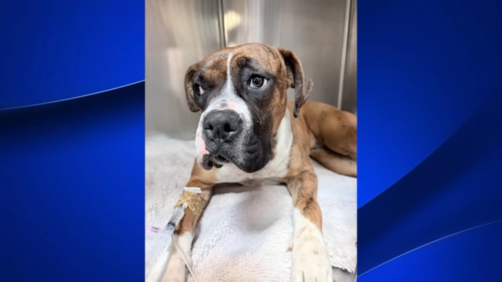 Dog recovering after reported beating in Corcoran backyard