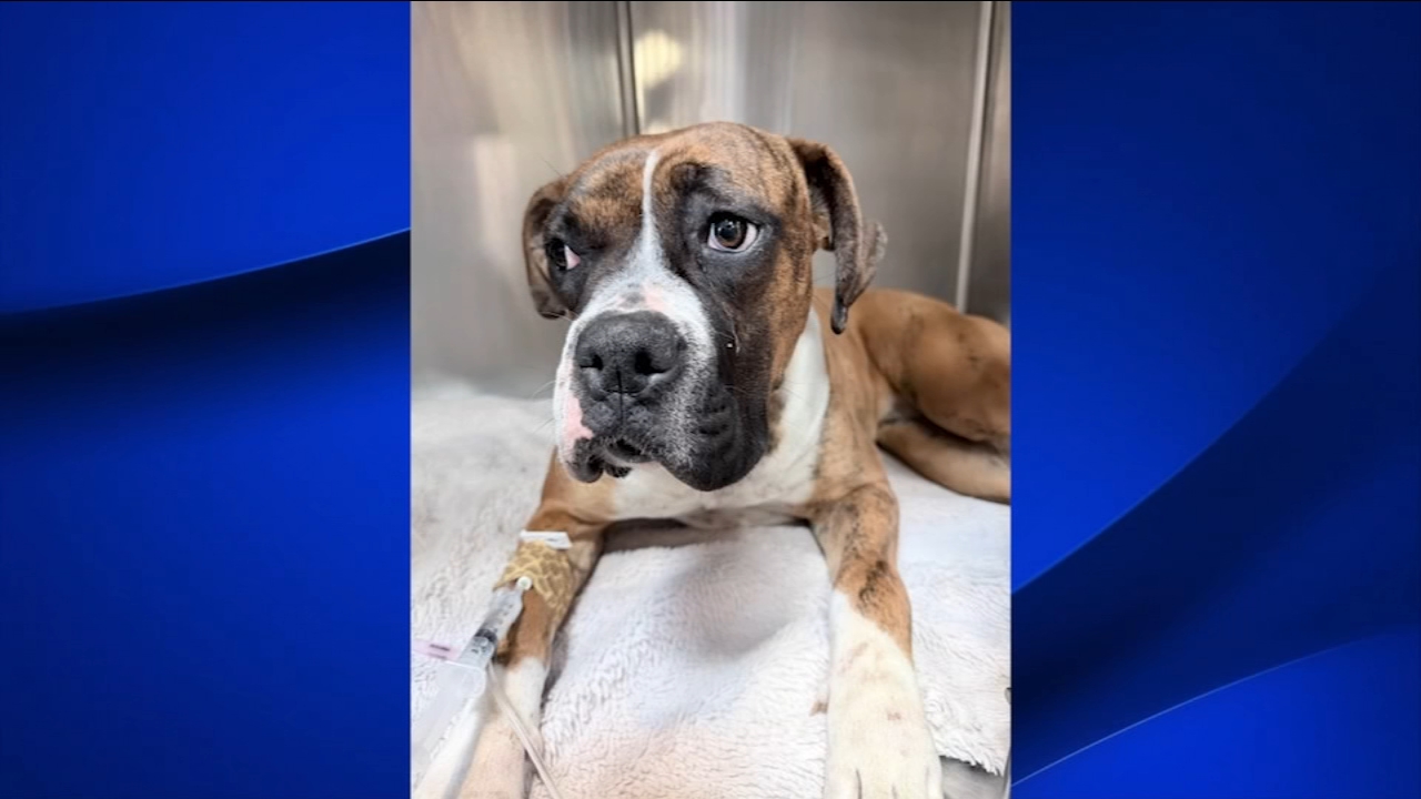 Dog recovering after reported beating in Corcoran backyard
