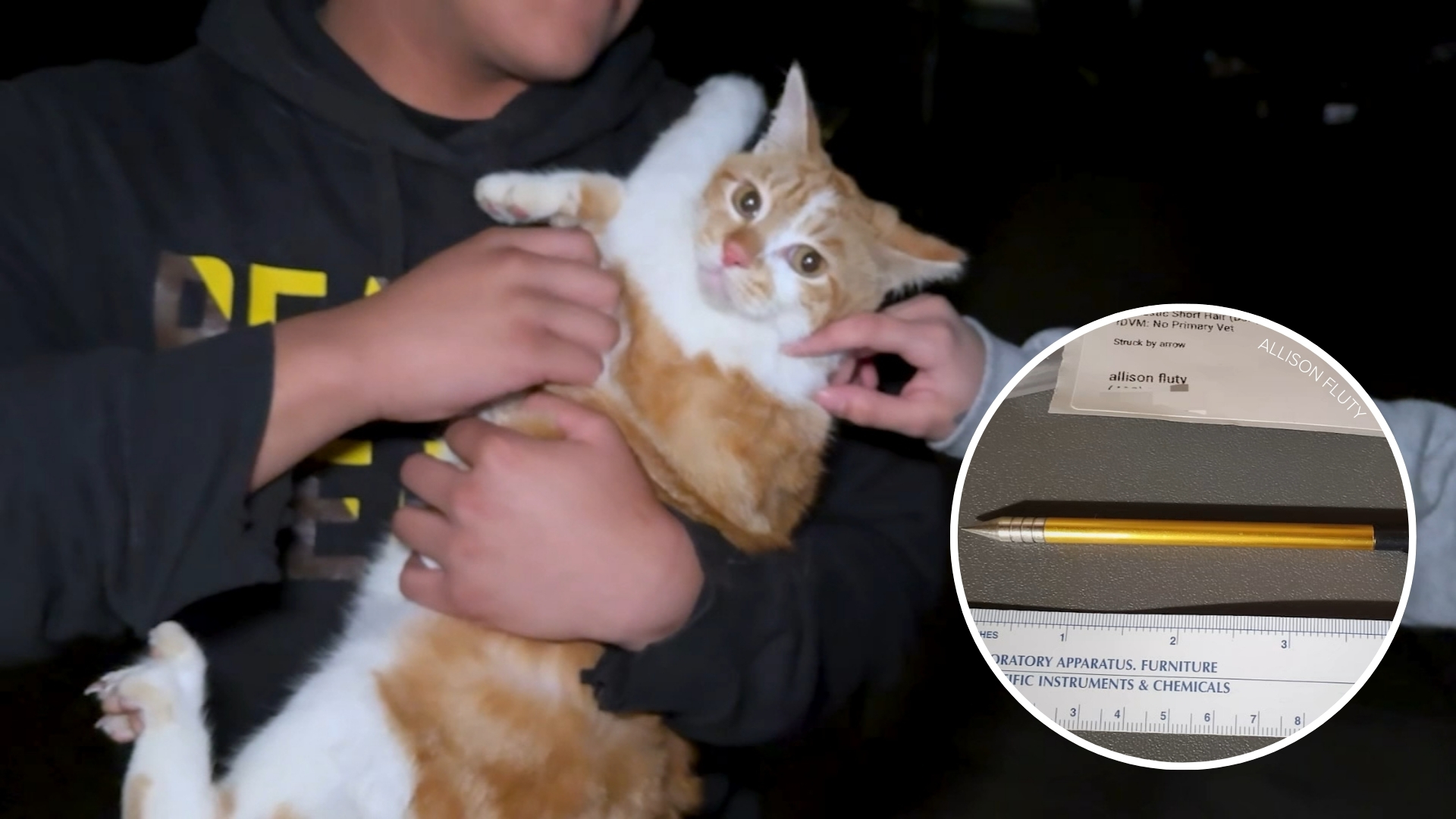 Good Samaritans help save stray cat 'Huerro' shot with crossbow in San Jose