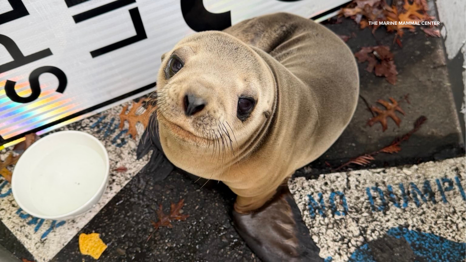 Wayward sea lion pup rescued after found in Mountain View parking lot