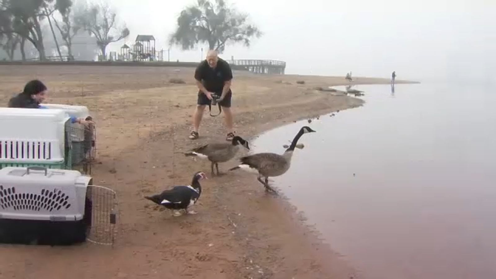 Rehabilitated birds released on Lake Yosemite in Merced County