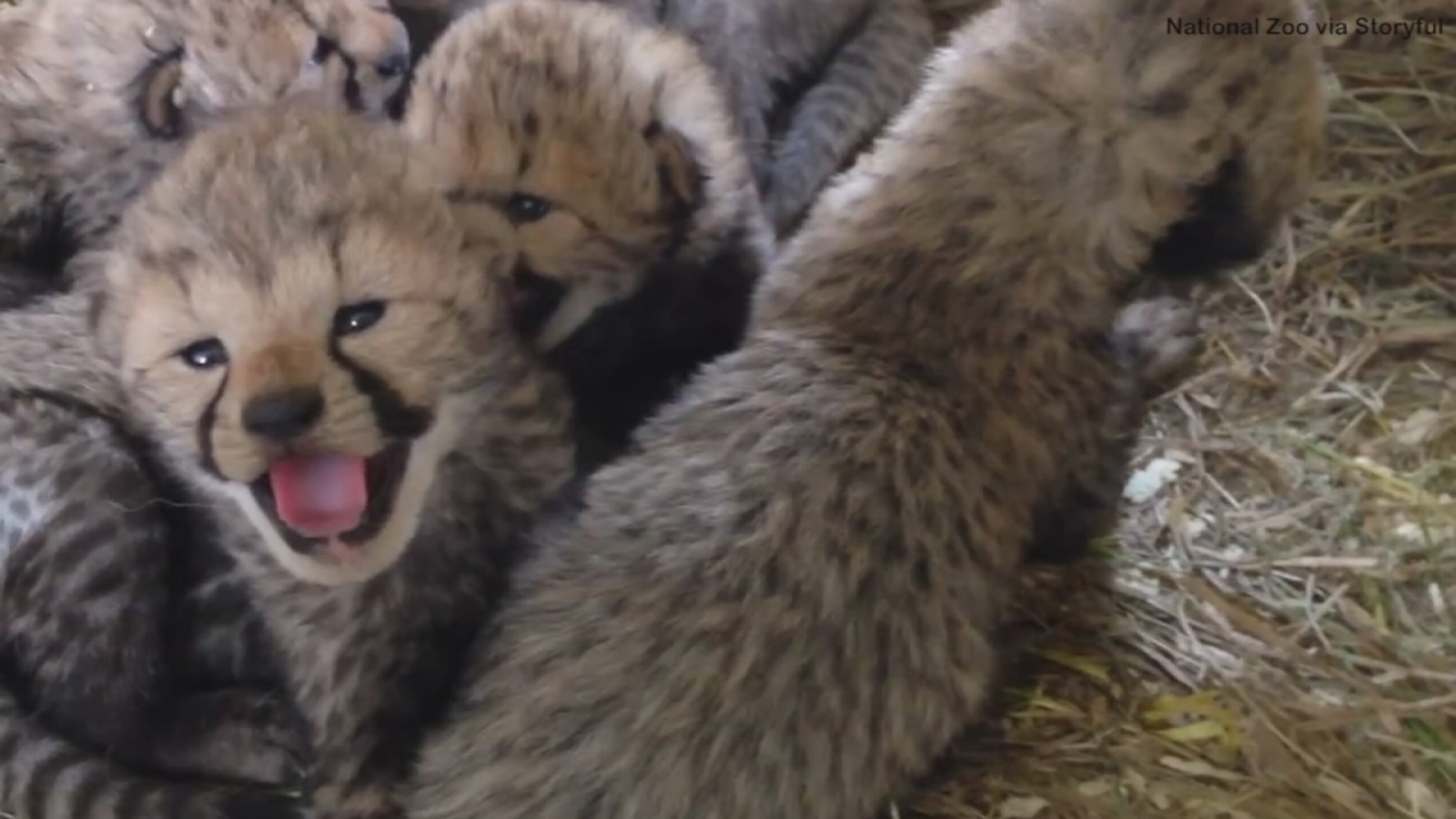Two cheetah litters born at National Zoo - ABC7 New York