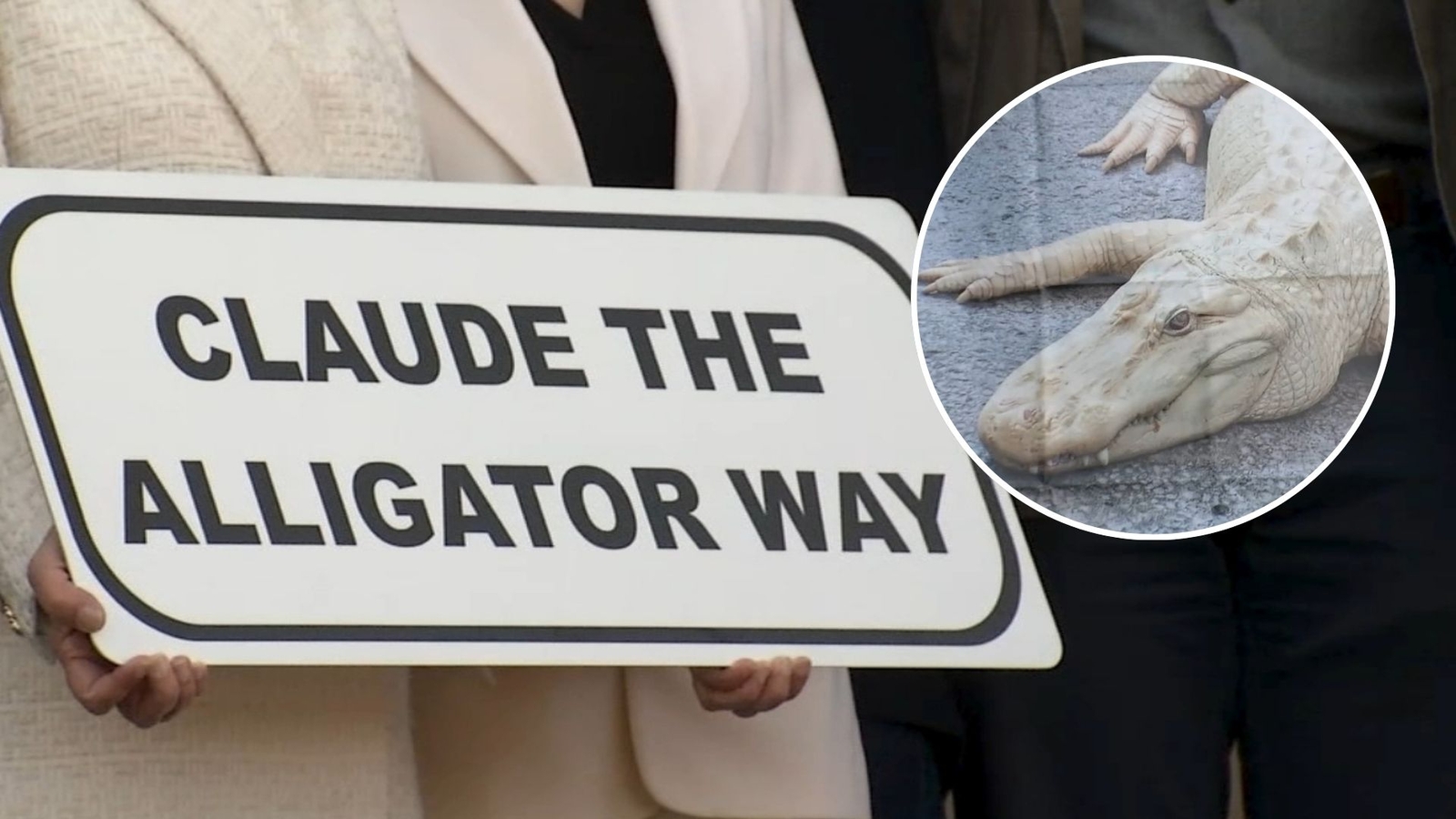 Beloved 'Claude' the albino alligator honored with street renaming at Golden Gate Park