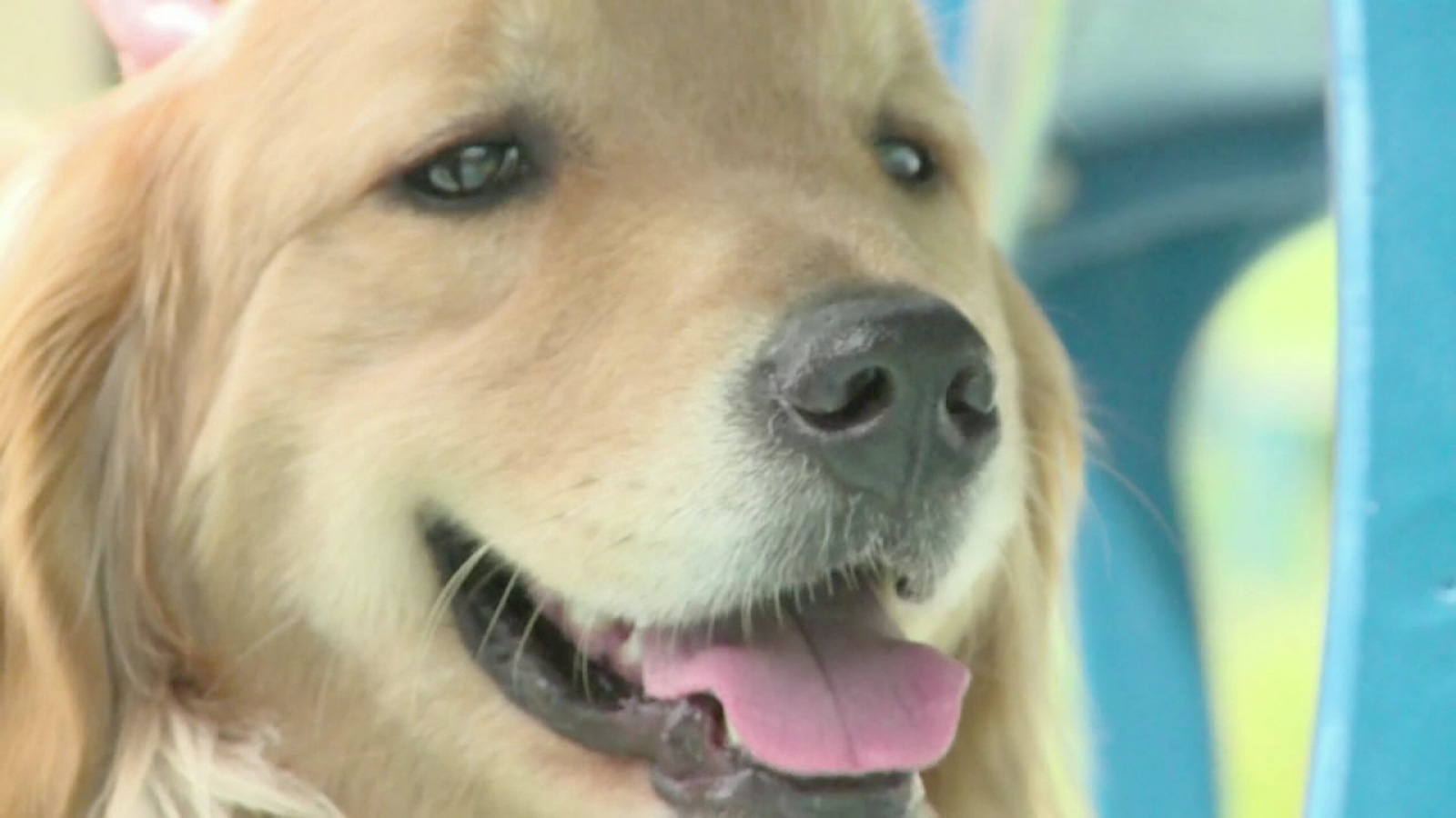 Dog Named Kitty Honored For Life Changing Work Abc13 Houston