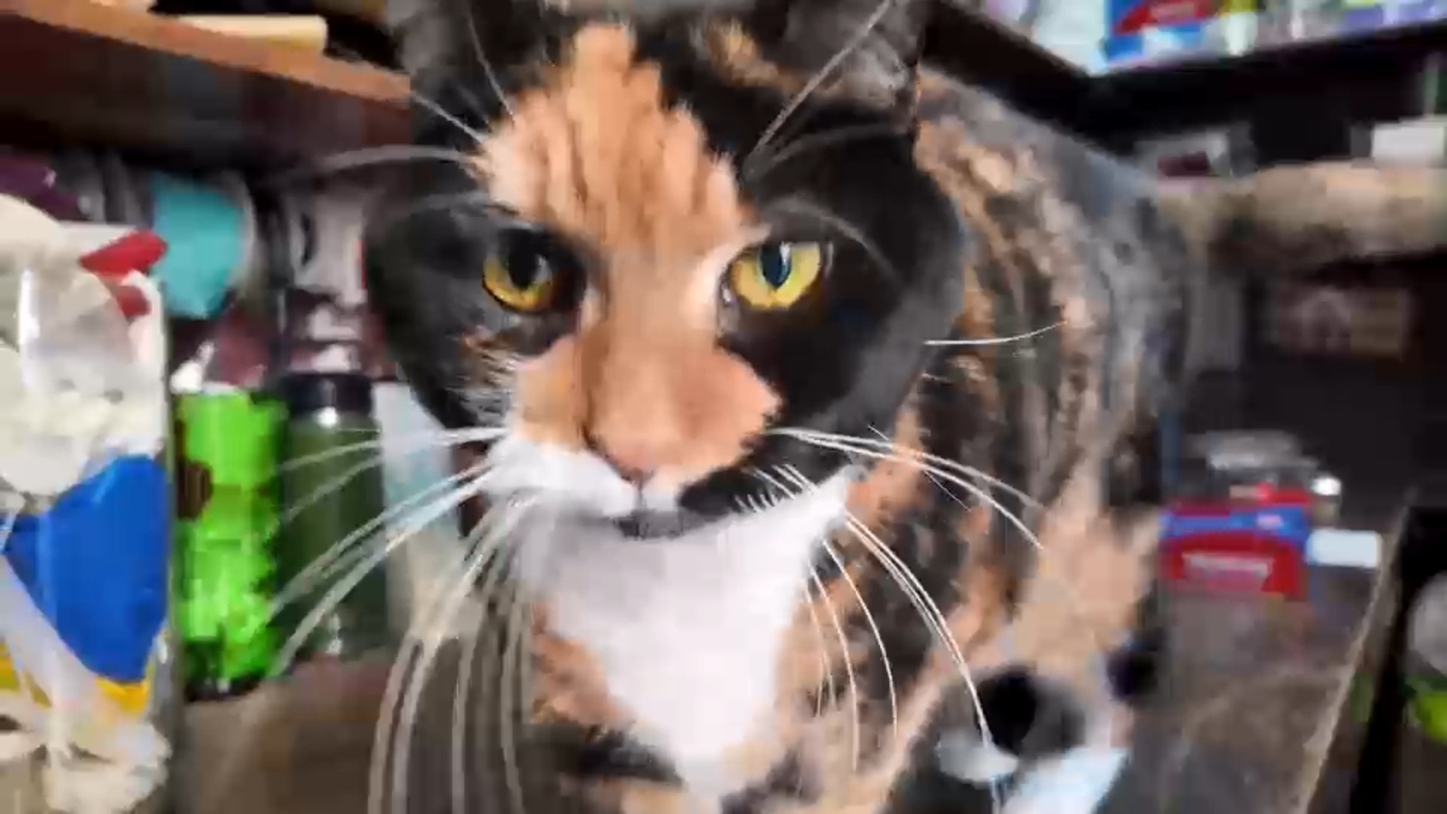 New legislation would protect New York City's beloved bodega cats
      