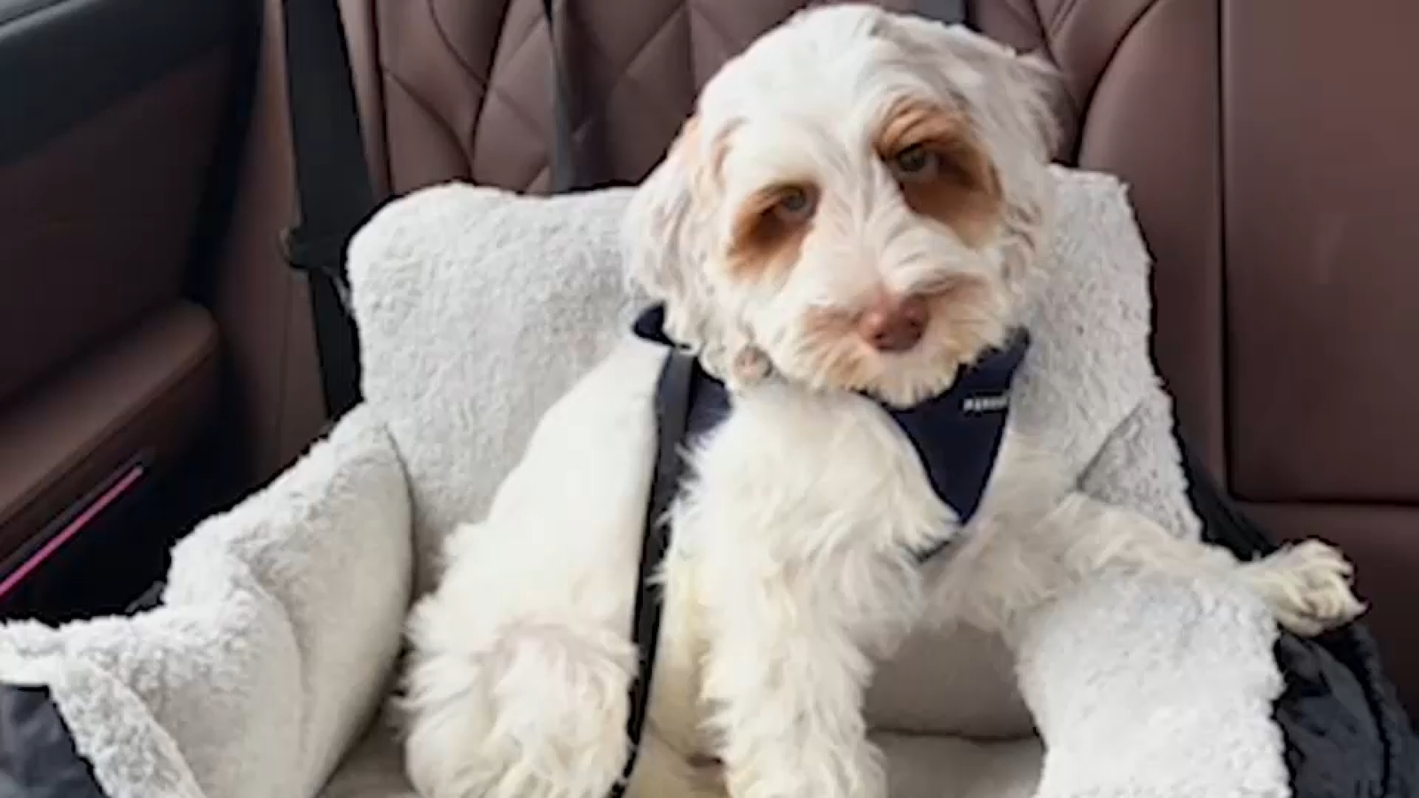 NJ family desperate to get puppy back that was inside car when it was stolen
      