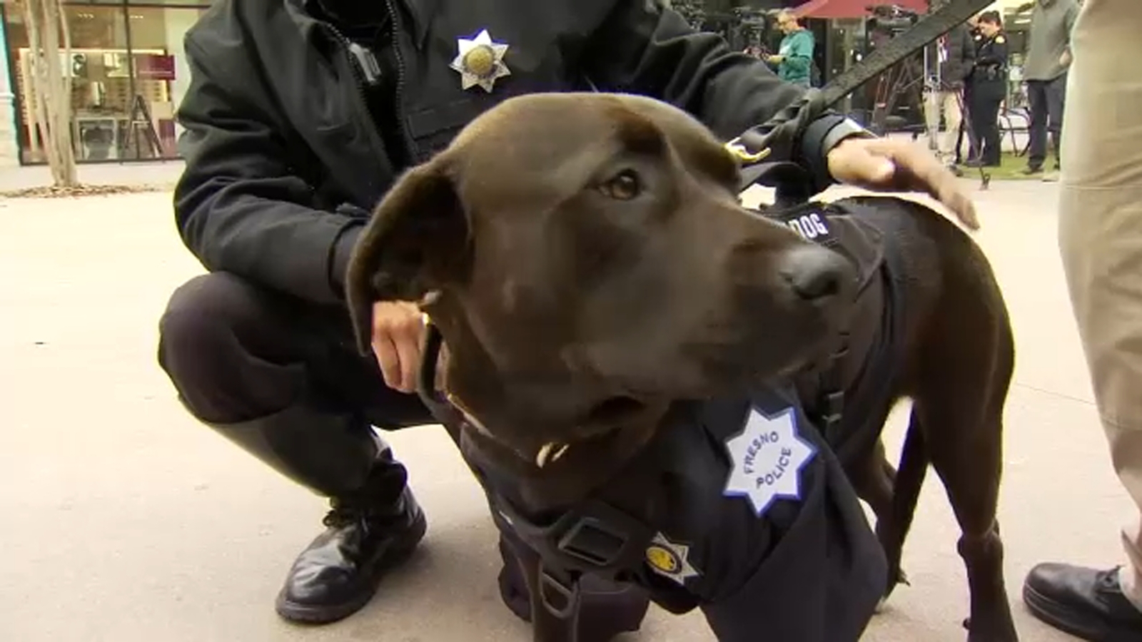 Chat with the Chief: Fresno police chief on department's new therapy dog
      