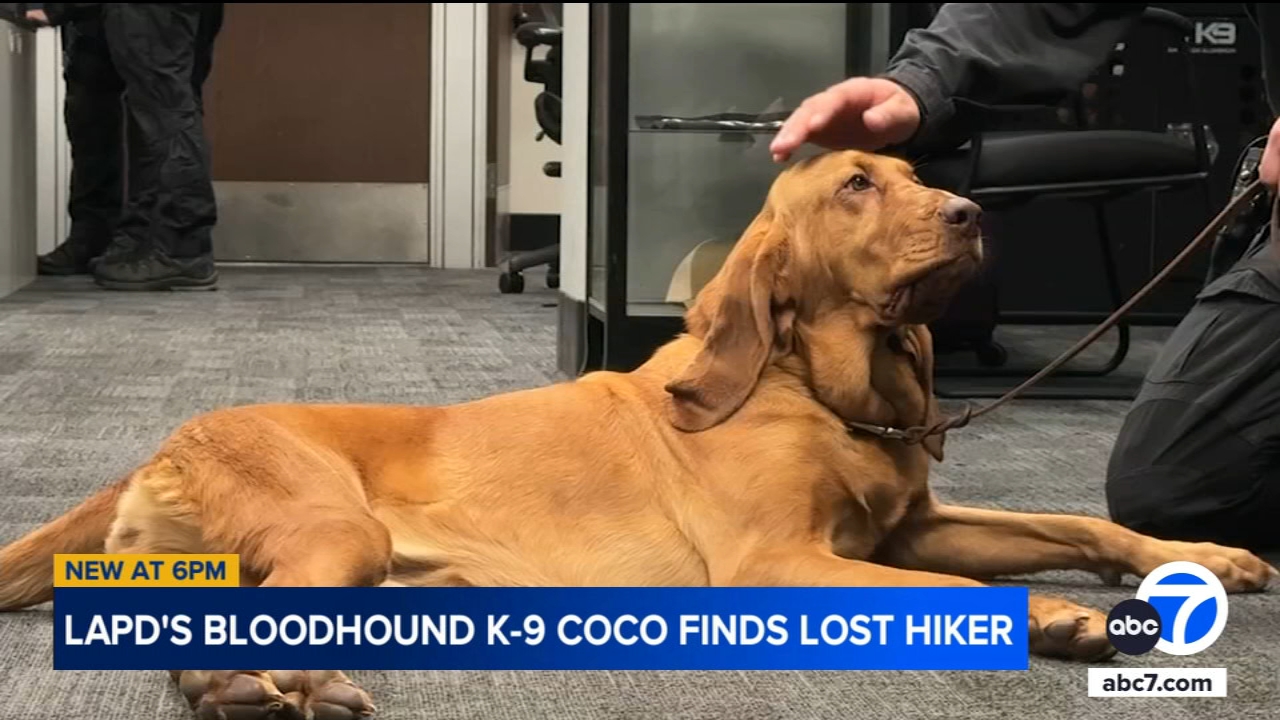 LAPD bloodhound K-9 Coco treks through Angeles National Forest, leads officers to missing hiker