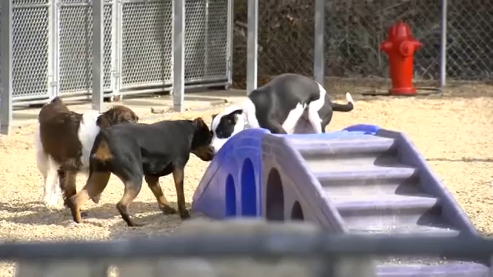 Pet owners warned to plan ahead, as winter weather approaches