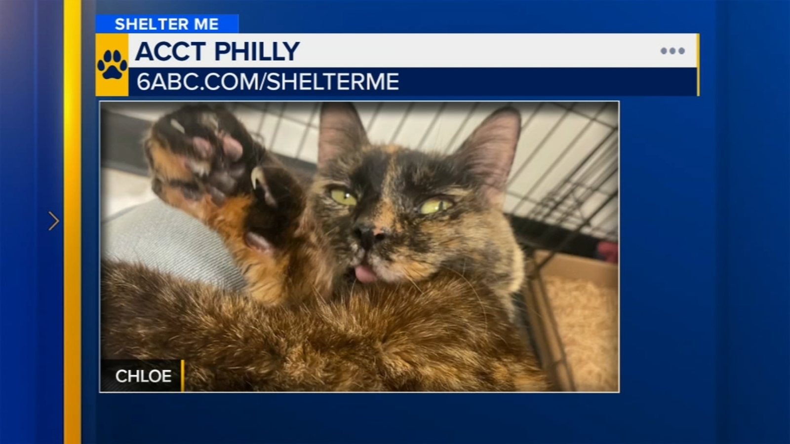 Shelter Me: Meet Chloe from ACCT Philly!
      