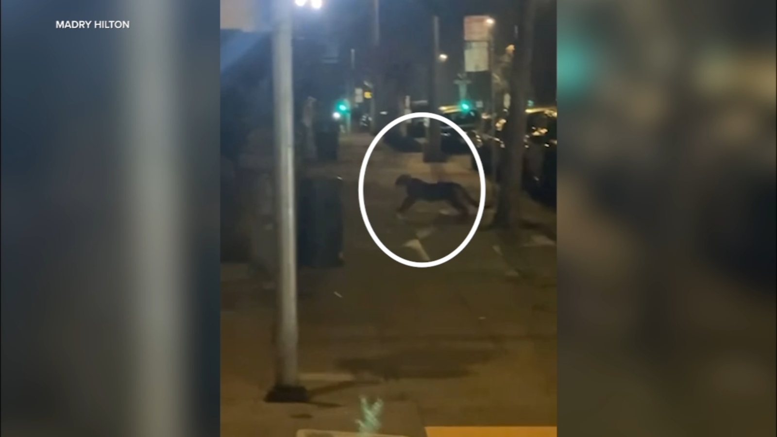 VIDEO: Mountain lion spotted in San Francisco's Pac Heights neighborhood