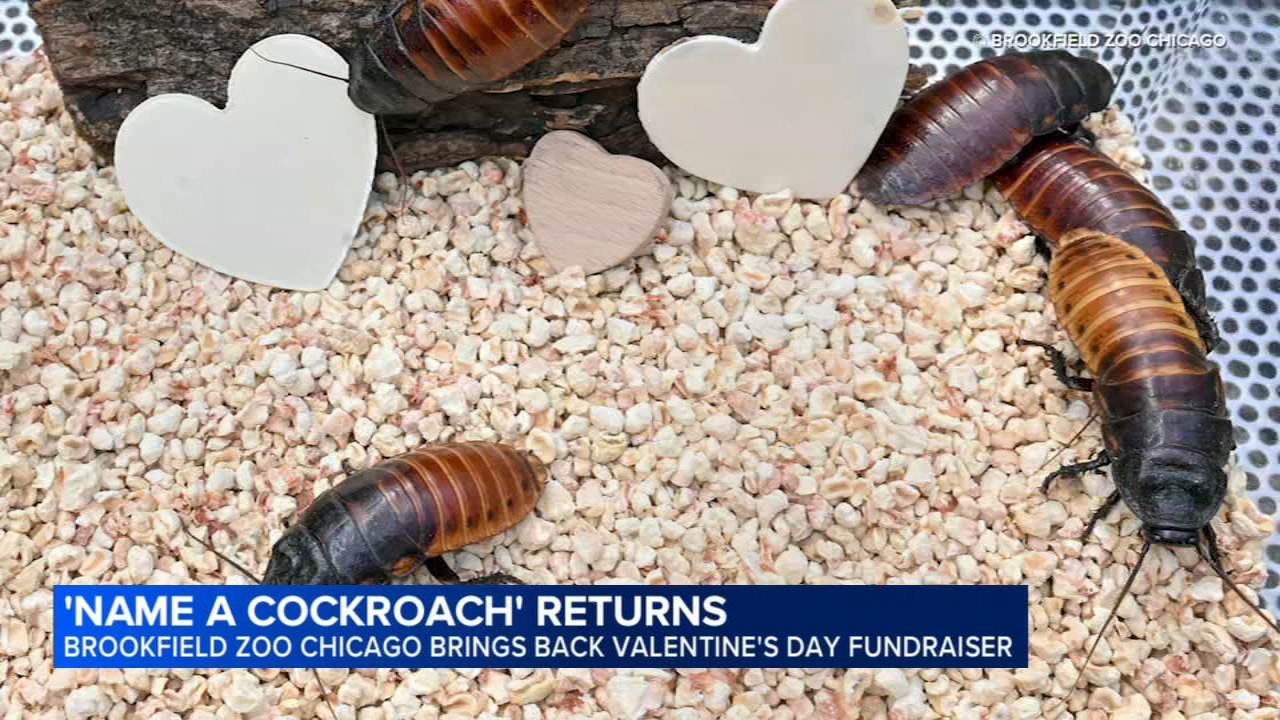 Valentine's Day 2026: Brookfield Zoo Chicago lets you name a