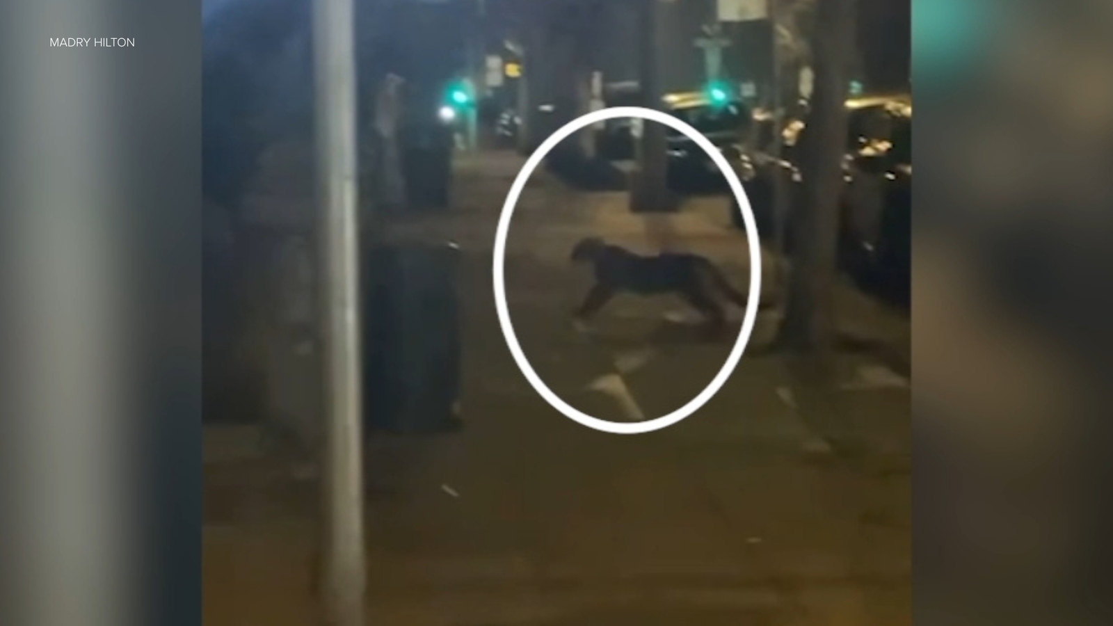 Mountain lion spotted in San Francisco neighborhood