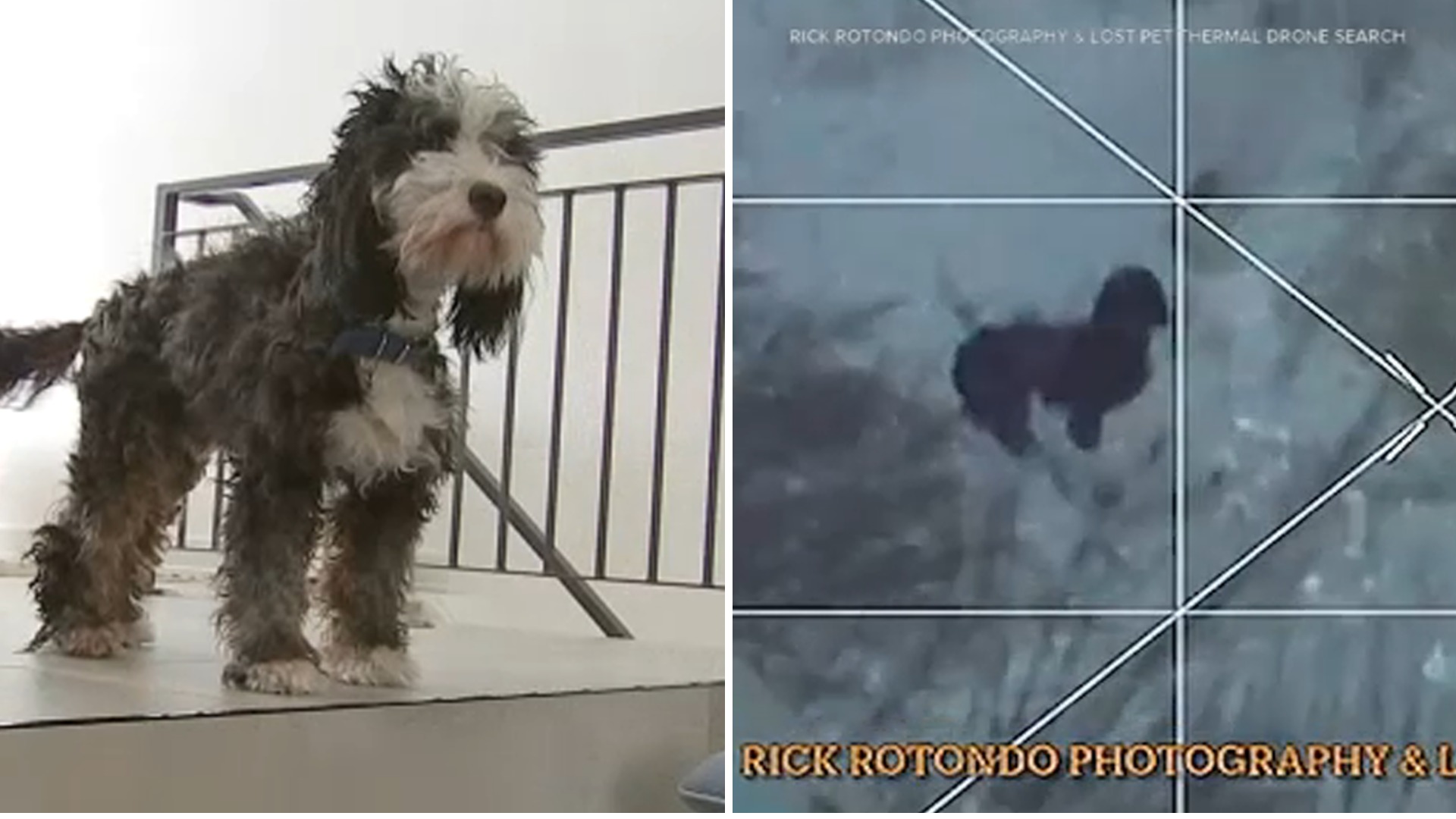Finding Benji: Thermal drone helps locate missing dog after 48 hours in snowstorm