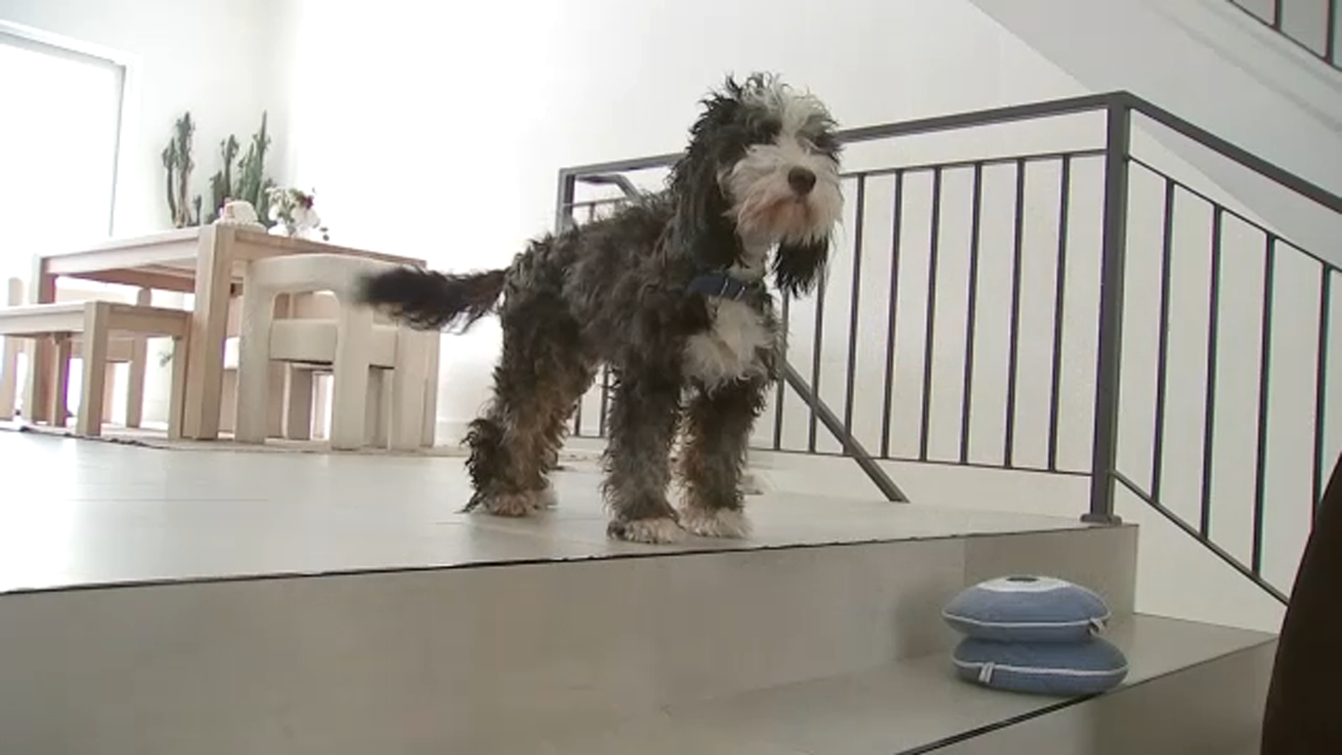 This image shows Benji back home with his family after going missing during a snowstorm.