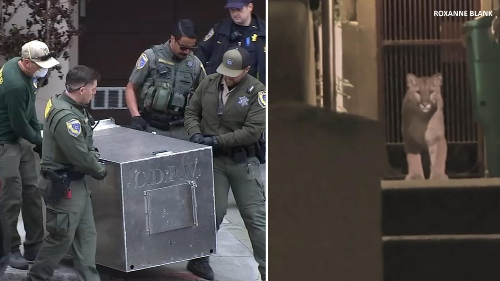 Officials capture mountain lion that's been prowling SF's Pac Heights neighborhood
