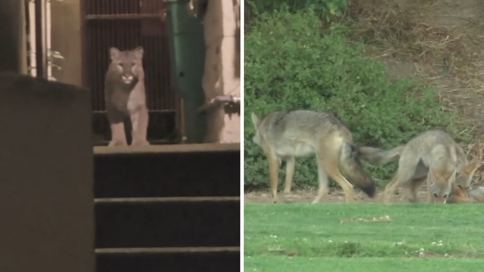 Is wildlife sighting more common in San Francisco now ? Experts explain after mountain lion incident