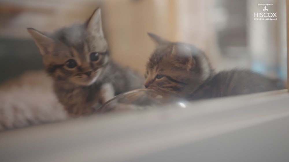 All paws are on deck at the Brooklyn Cat Cafe