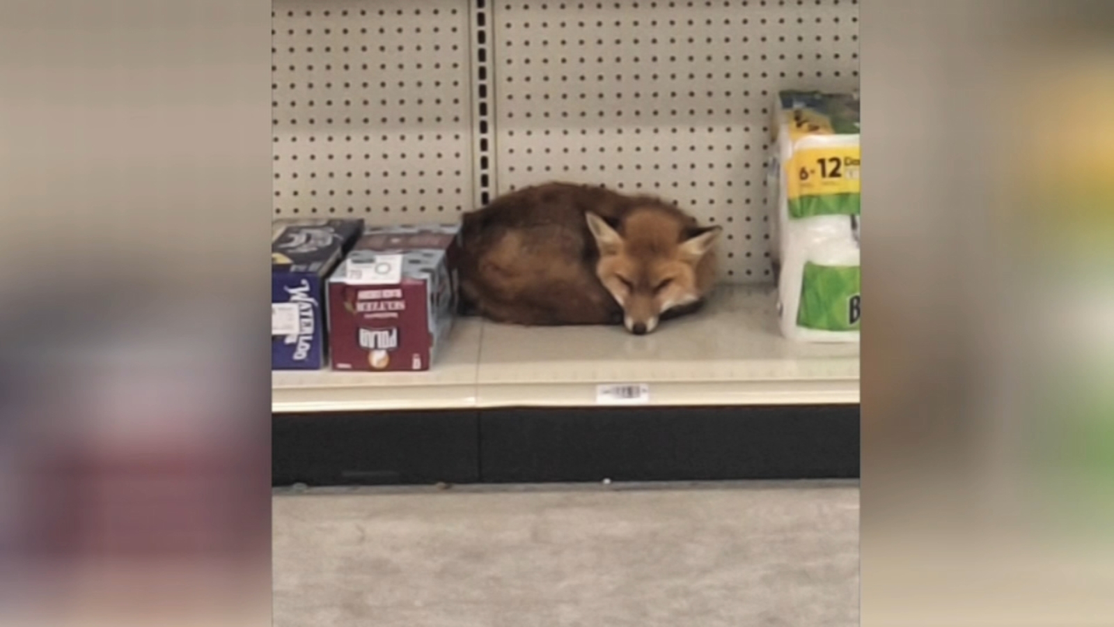 Fox warms up inside Delaware County supermarket amid subfreezing temperatures - 6ABC