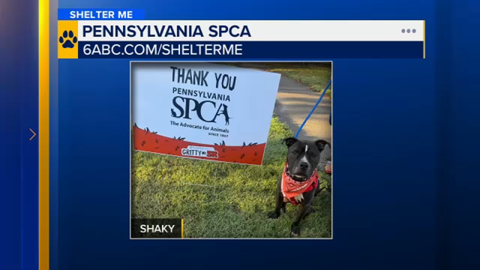 Shelter Me: Meet Shaky from the Pennsylvania SPCA
