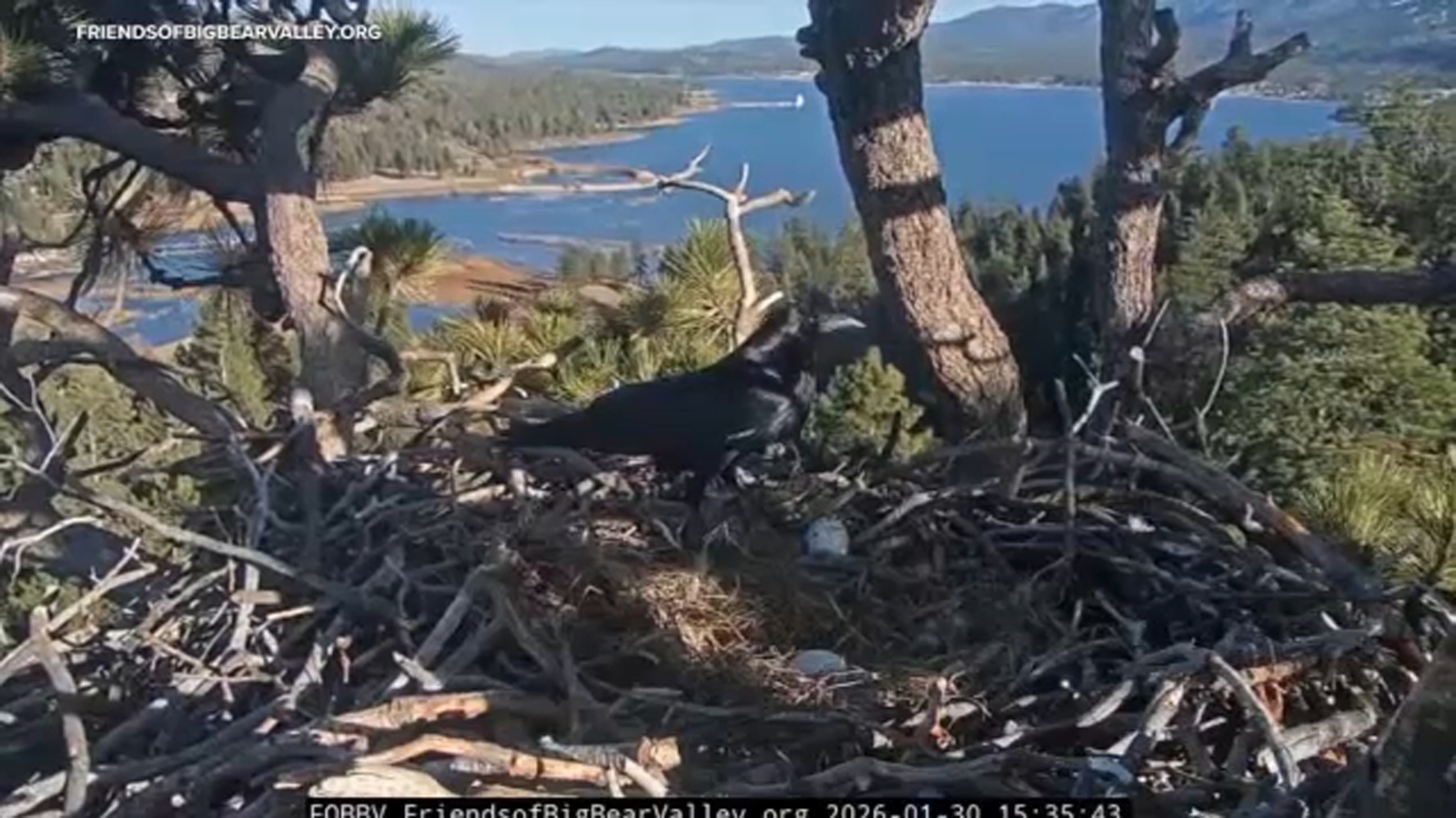 Beloved Big Bear bald eagles Jackie and Shadow lose both eggs after ravens invade nest Beloved Big Bear bald eagles Jackie and Shadow lose both eggs after ravens invade nest
