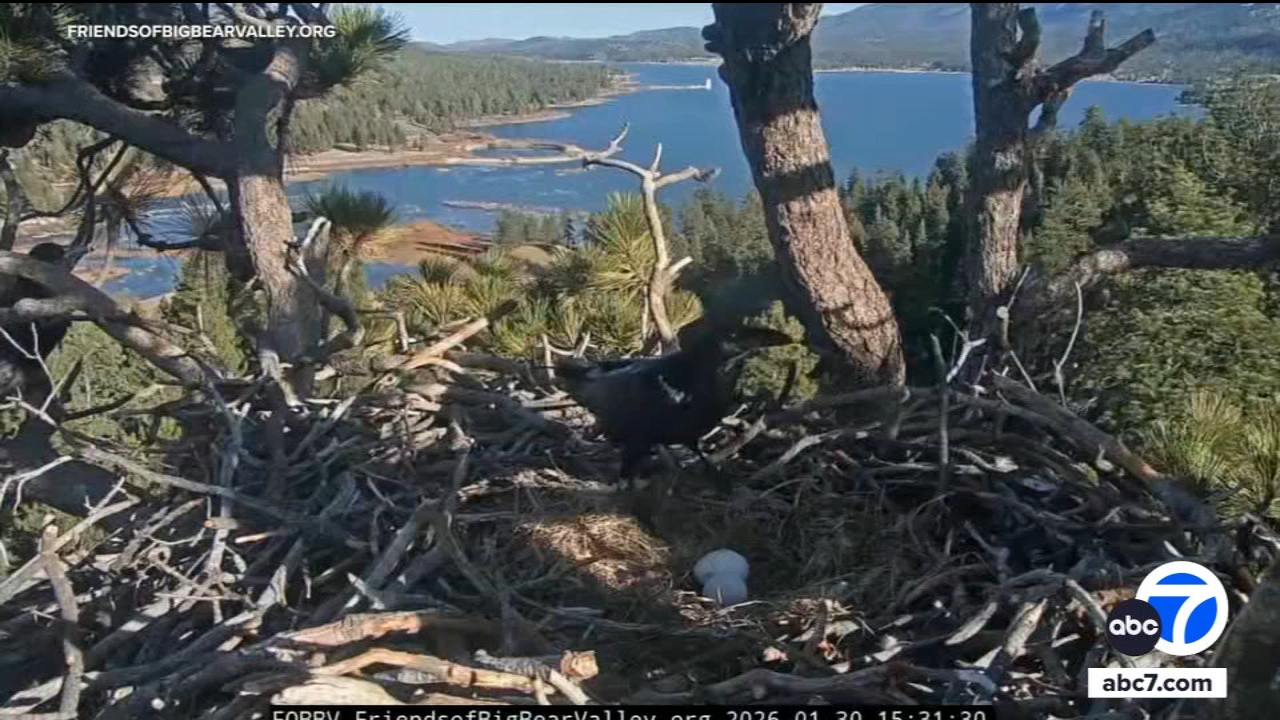 Beloved Big Bear bald eagles Jackie and Shadow lose both eggs after ravens invade nest