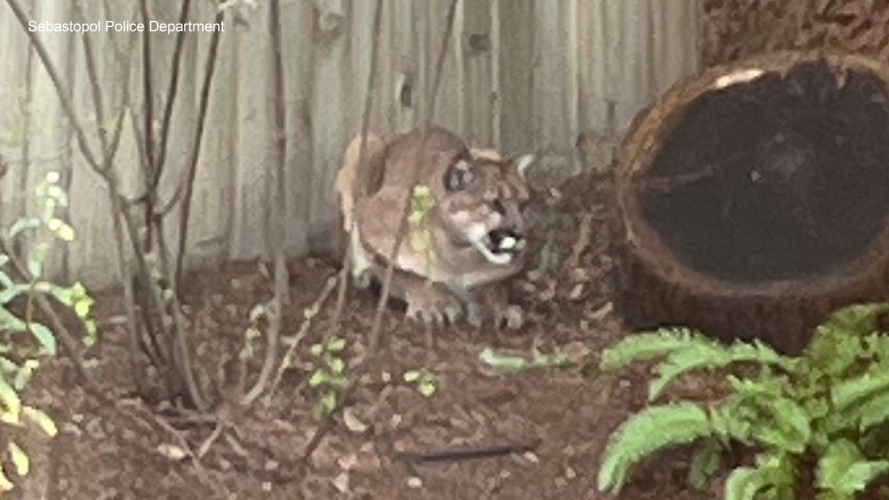 This is an image of a mountain lion in Sebastopol, Calif. on Sunday, Feb. 1, 2026.