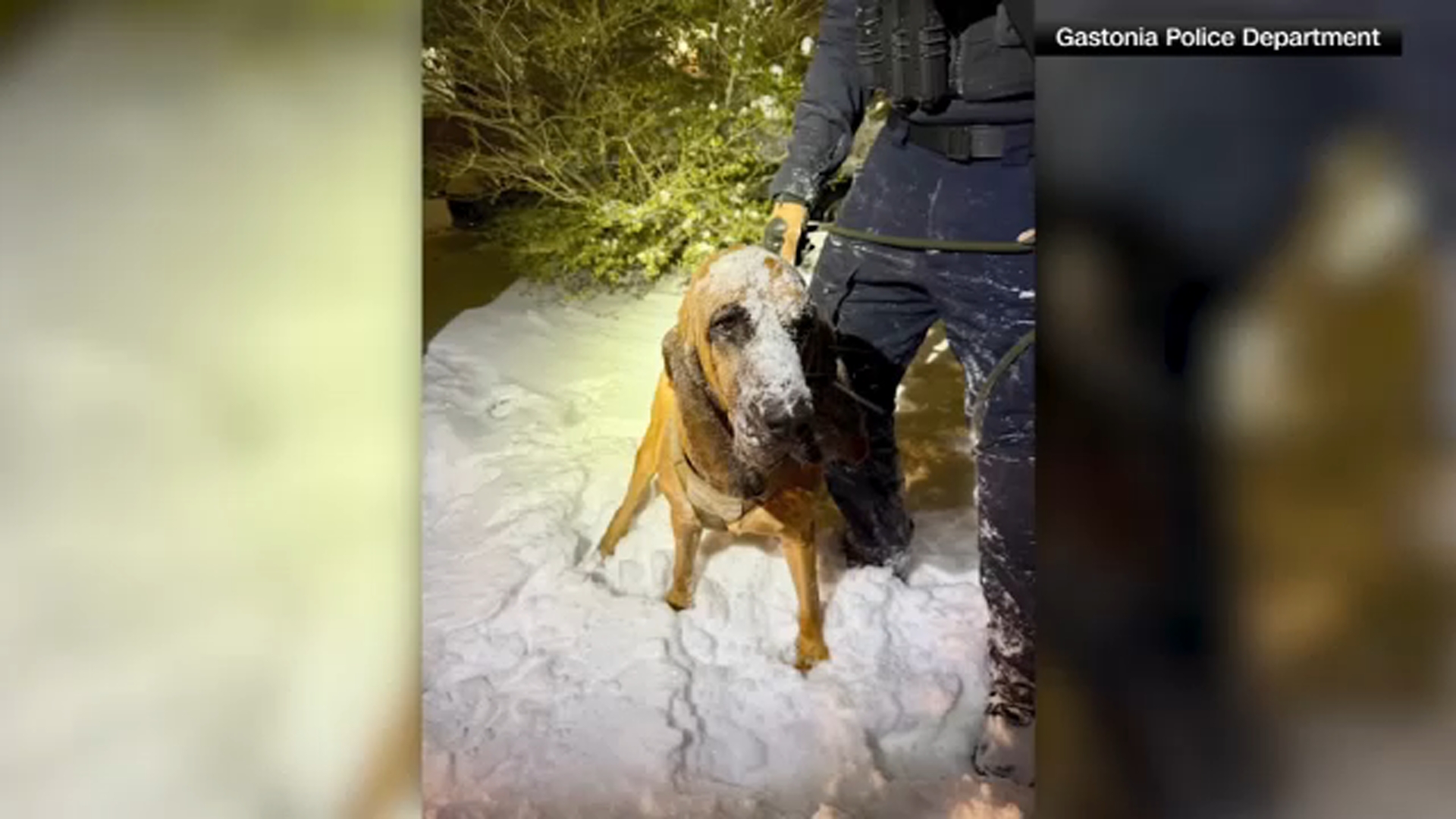 NC police dogs finds boy with special needs in snowstorm - ABC11