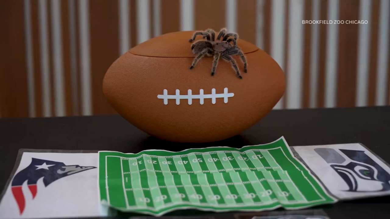Charlotte the tarantula has locked in her prediction for the Super Bowl LX at Brookfield Zoo Chicago.