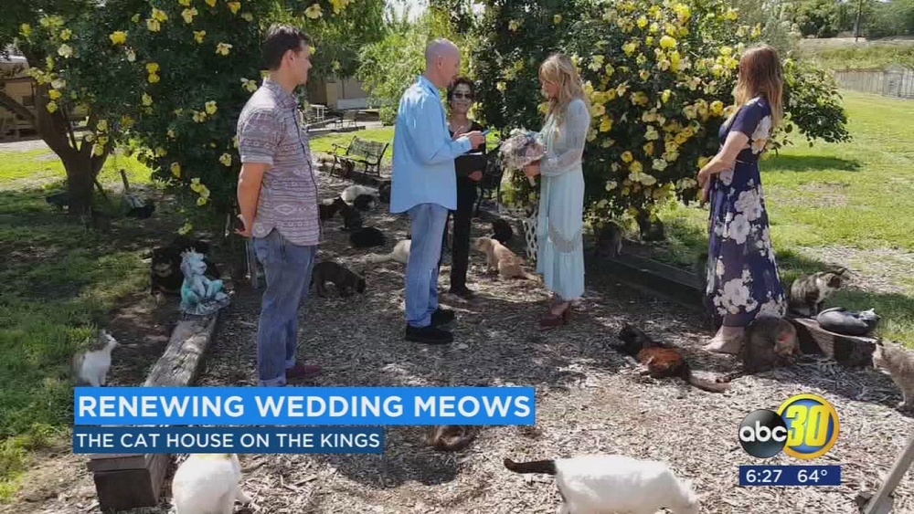 Hundreds of cats play witness as California couple renews wedding vows