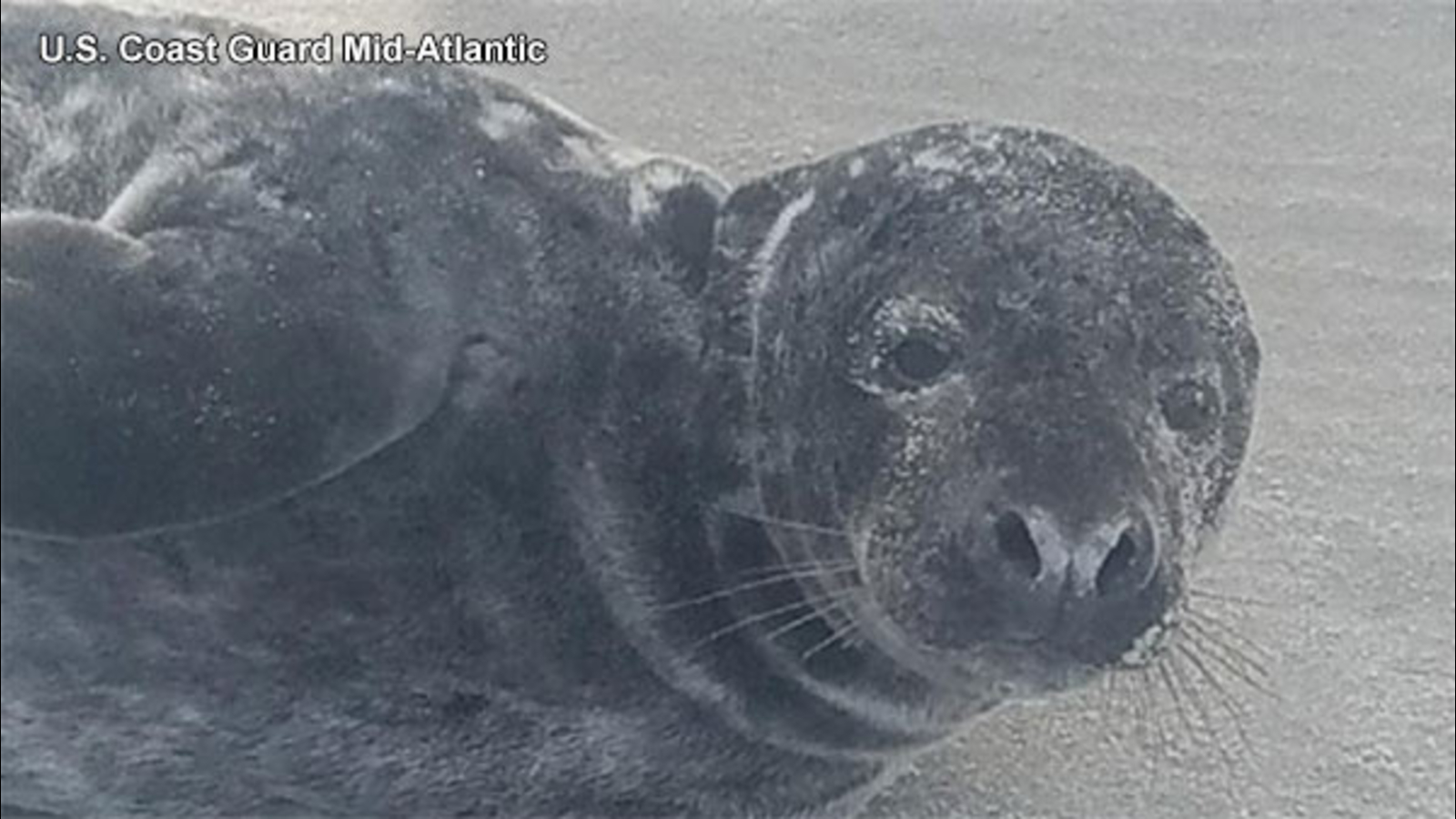 Baby seal rescued by Coast Guard at Jersey shore ABC13 Houston