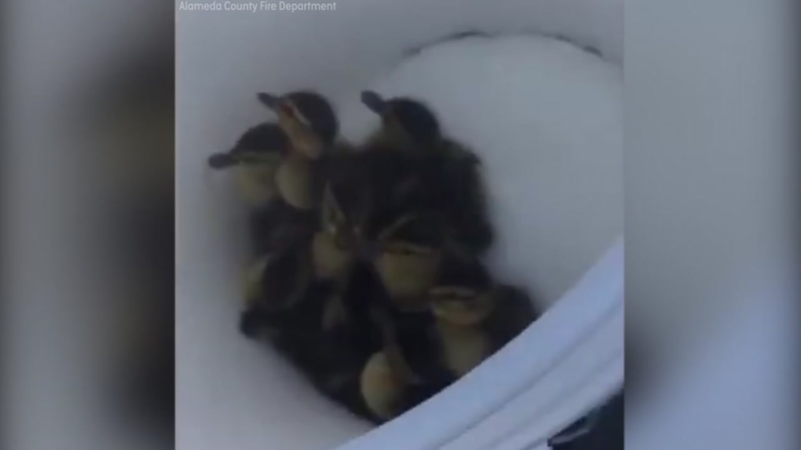 Alameda County firefighters rescue ducklings from storm drain - ABC7 ...