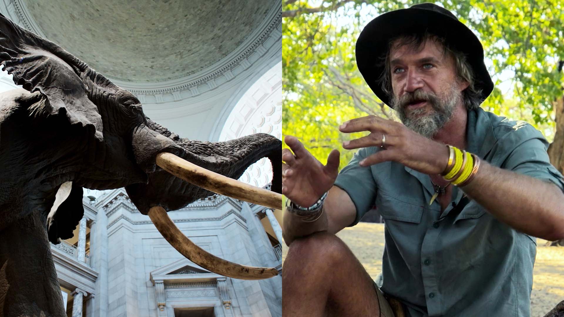 National Geographic's latest documentary film, 'Ghost Elephants,' follows Steve Boyes' journey to finding the elusive animals