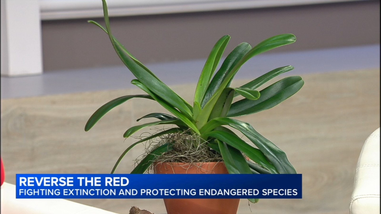 The Morton Arboretum, Chicago Botanic Garden share details of Reverse the Red Day