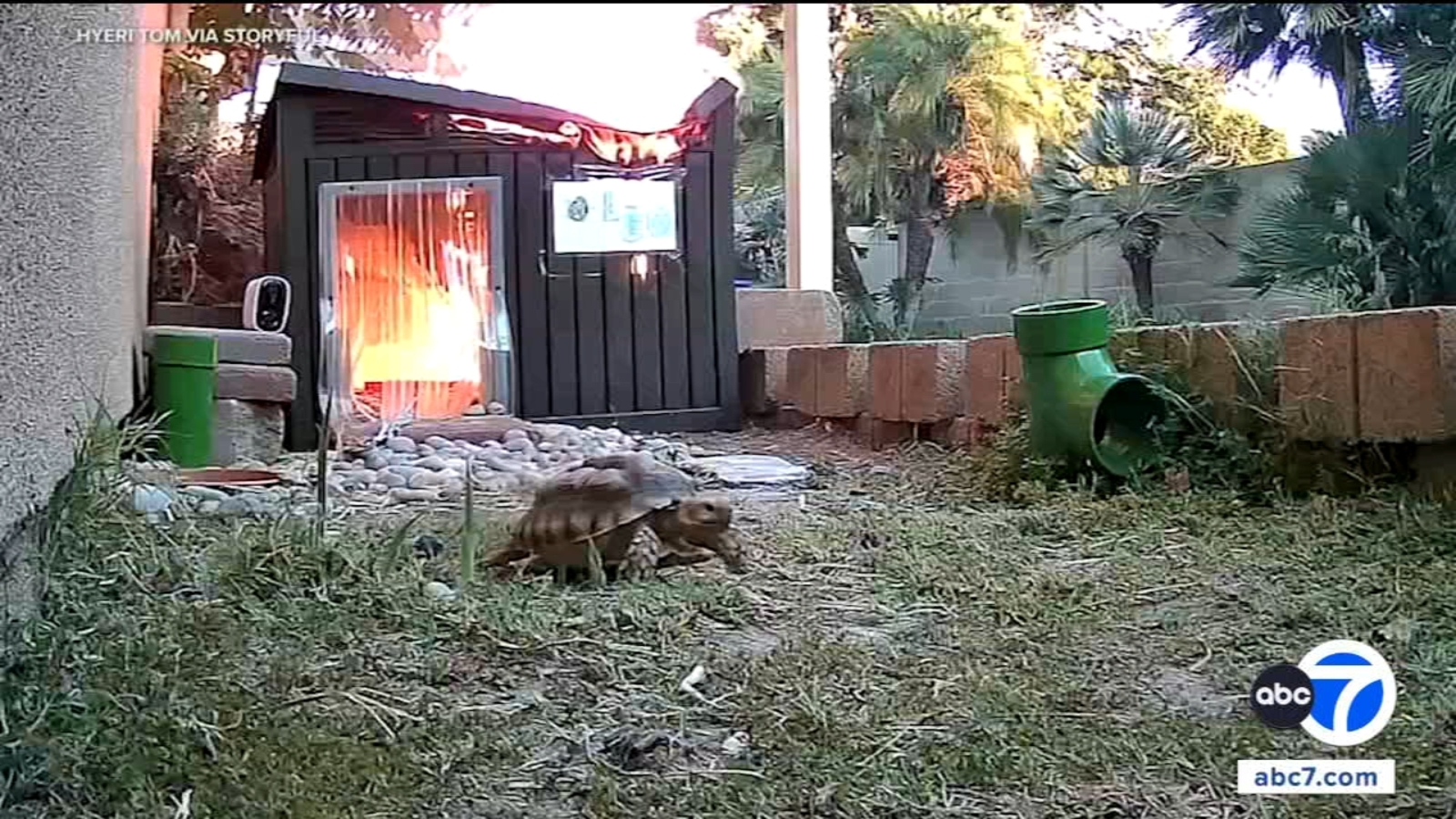 Tortoise seen in video escaping from burning shed in Fullerton after heat lamp ignites fire