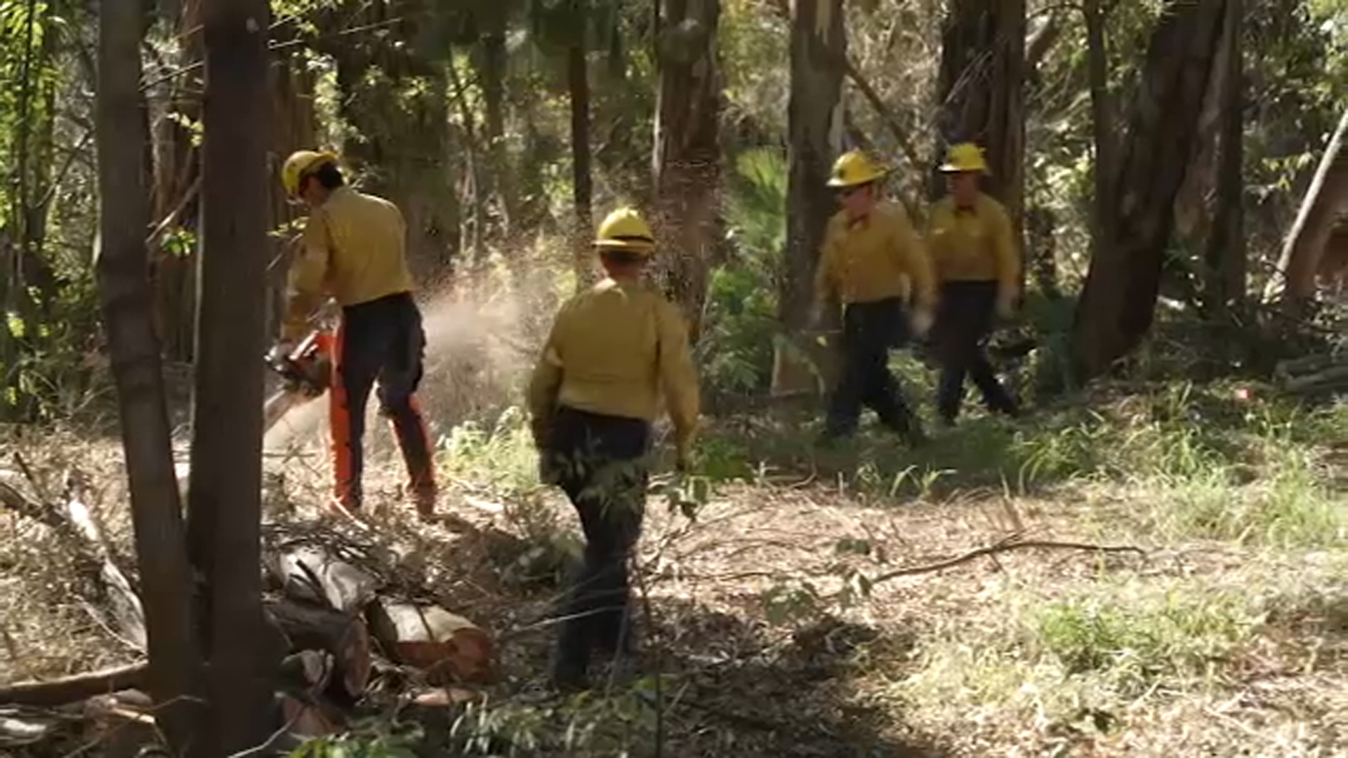 City officials are cutting down trees in the Sepulveda Basin in an effort to reduce fires in the area