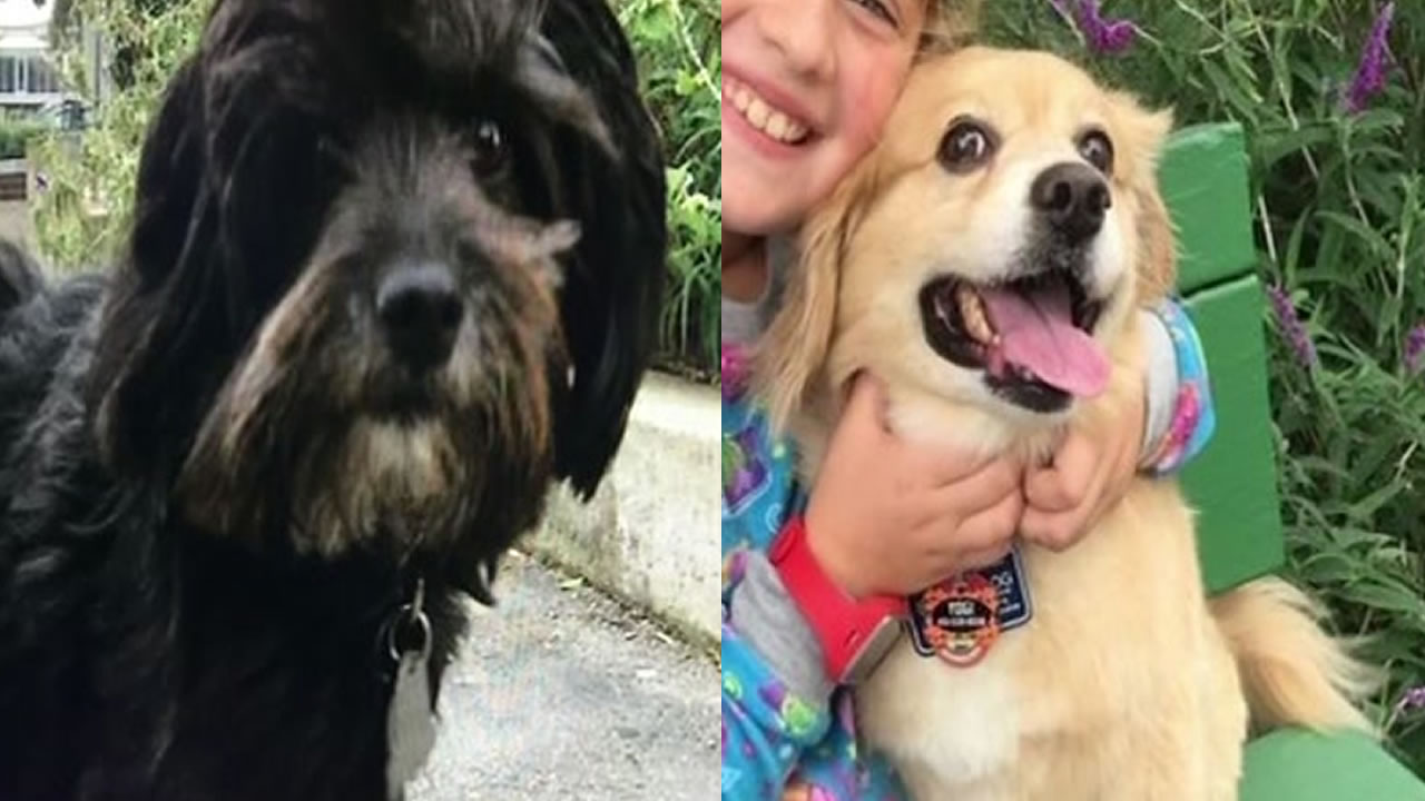 Dog owners say pups fell ill after playing in San Francisco park