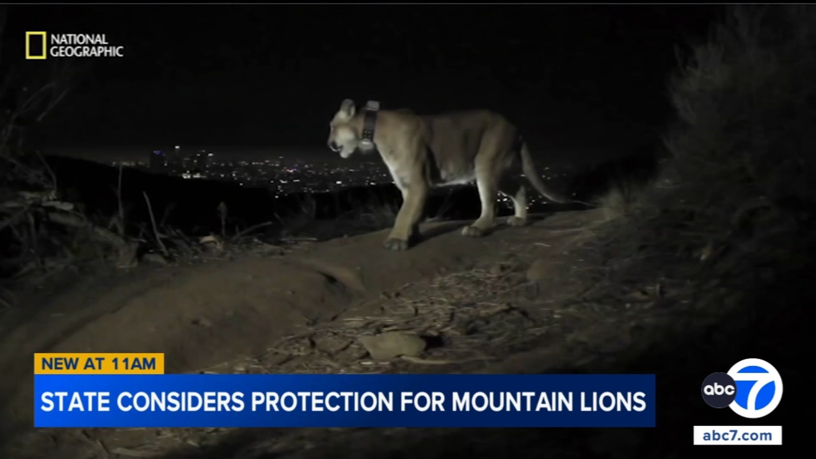 California Fish and Game Commission to vote on designating some mountain lions as threatened species