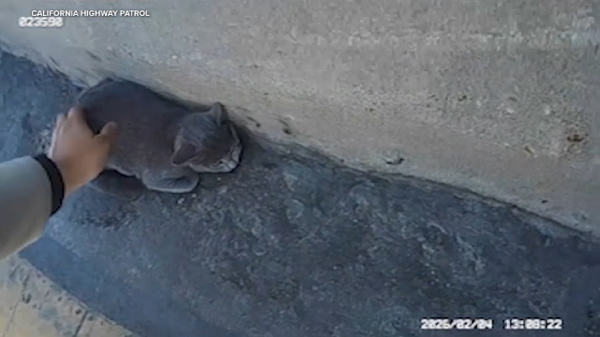 CHP officer rescues stranded kitten on 405 Freeway, video shows