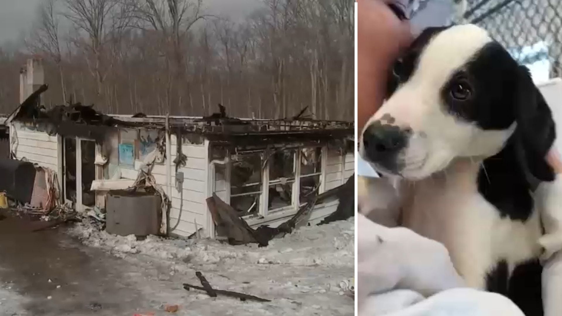 Six dogs killed after fire rips through NJ animal shelter