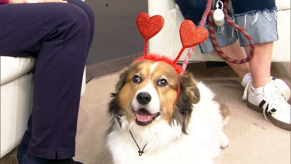 Pooches and Smooches event