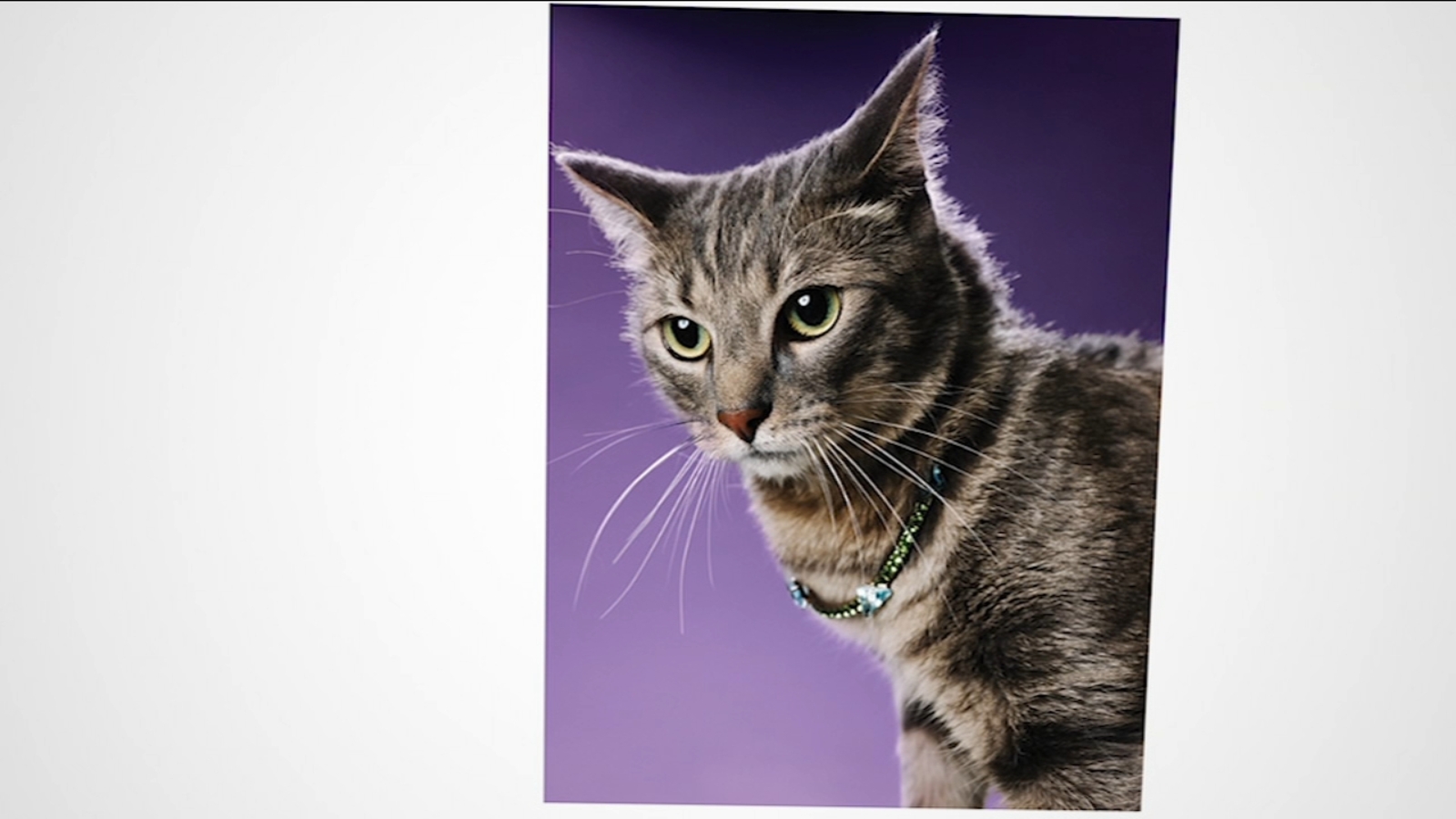 From Shelter to Stardom: The Incredible Journey of Noochie the Cat