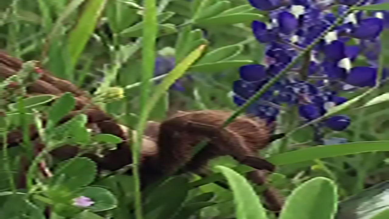 Tarantula spotted crawling around bluebonnets