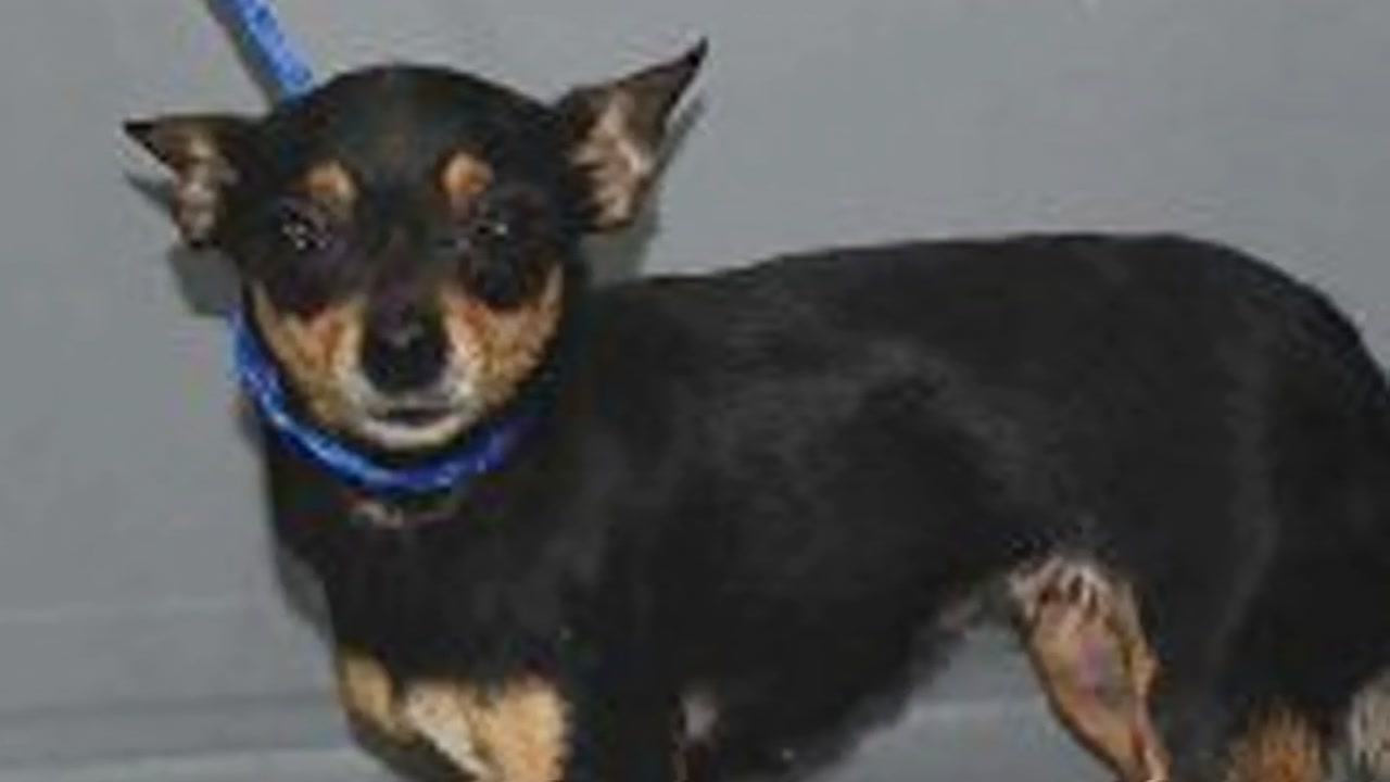 Police searching for person who left dog in trash compactor in NYC.