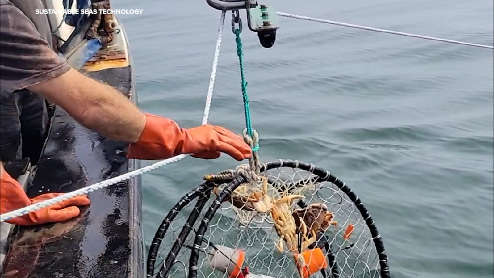 Here's how newly approved pop-up traps could extend Bay Area crab season: 'A hard-fought battle'
