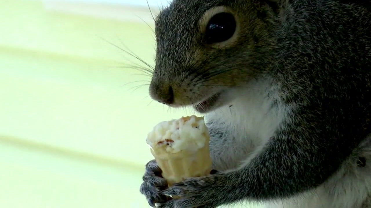 Squirrel served cones daily at ice cream shop
