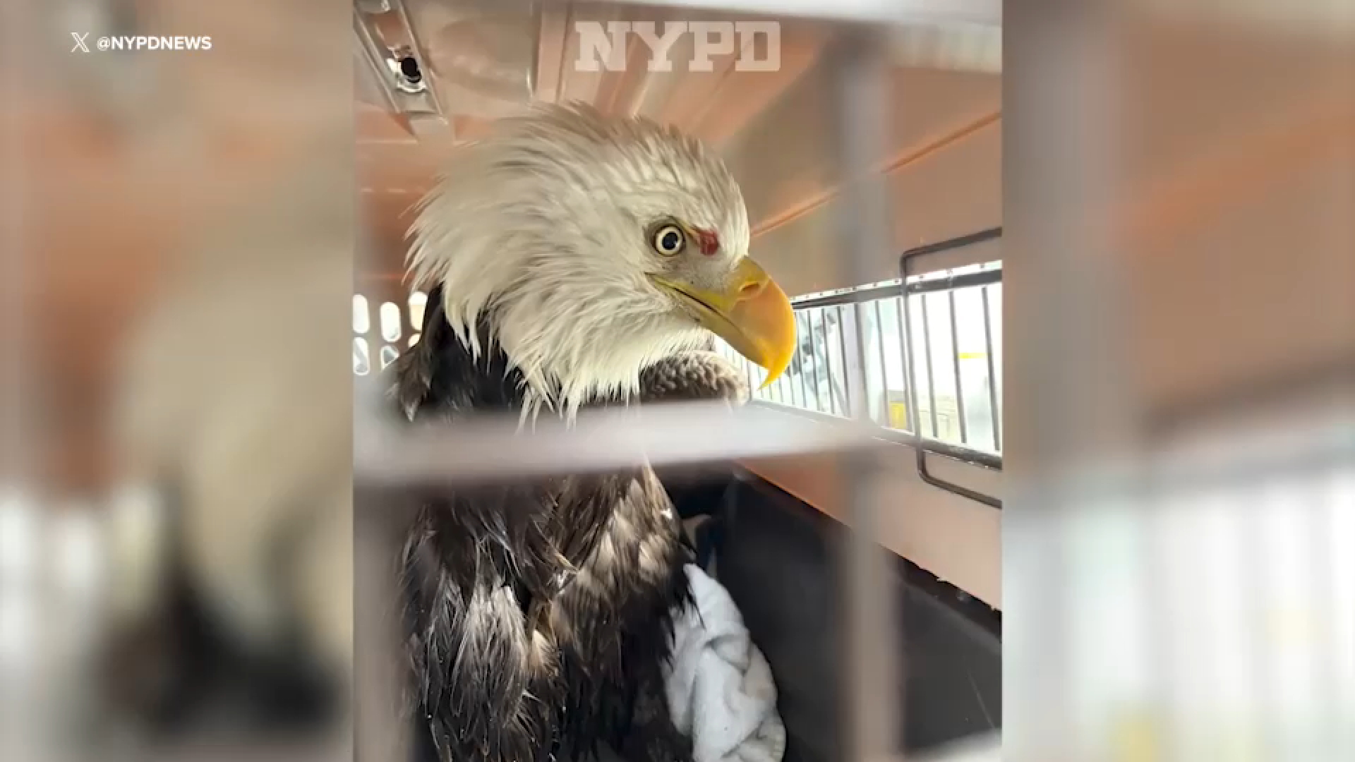 NYPD rescues bald eagle in distress on icy Hudson River