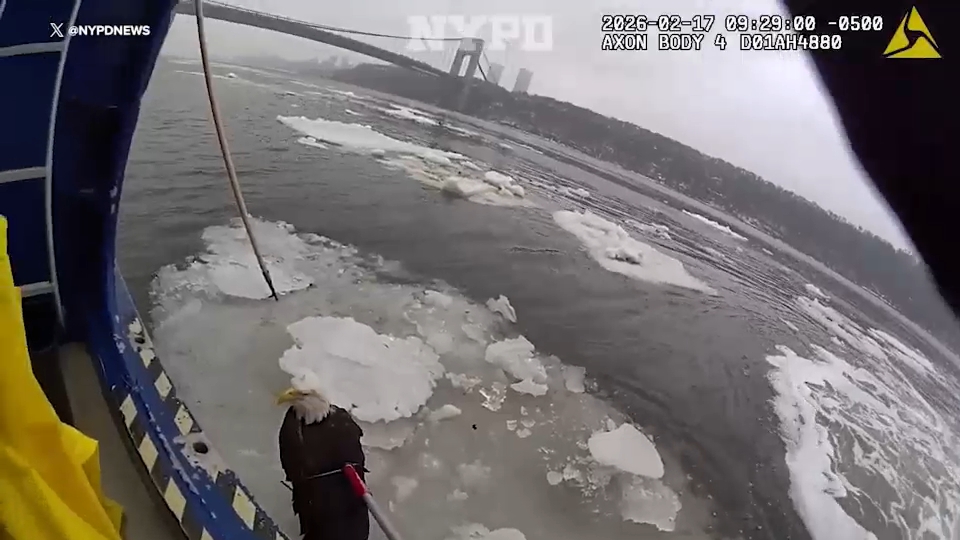 NYPD officers rescue trapped American bald eagle from icy river